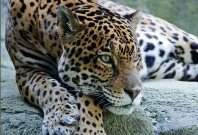 Projects - Carnivore Conservation in Northern Mexico