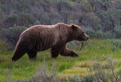 Projects - Conserving Grizzly Bears in Contested Landscapes