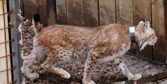 Projects - Improving Large Carnivore Conservation in Europe