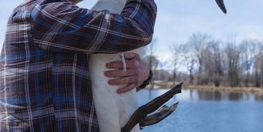 Projects - Northern Rockies Trumpeter Swan Stewards