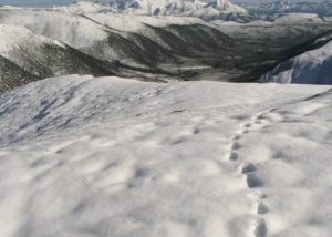 Projects - The Mongolia Wolverine Project