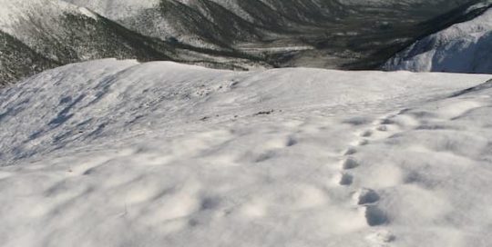 Projects - The Mongolia Wolverine Project