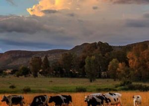 Projects - The Mountain Livestock Cooperative