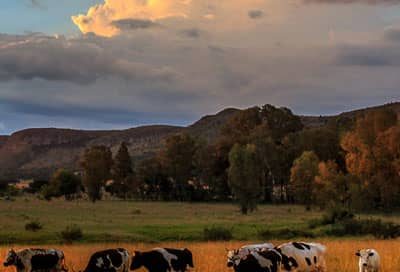 Projects - The Mountain Livestock Cooperative