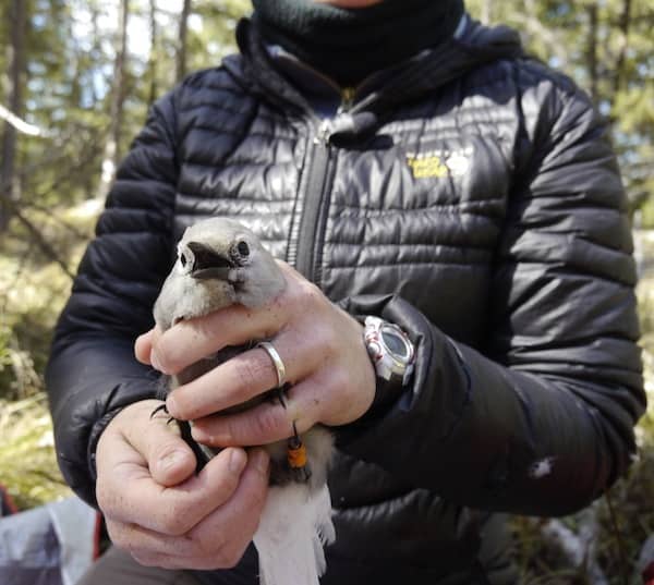 Projects_Understanding the Clark’s Nutcracker Whitebark Pine Mutualism Projects - Understanding the Clark’s Nutcracker Whitebark Pine Mutualism