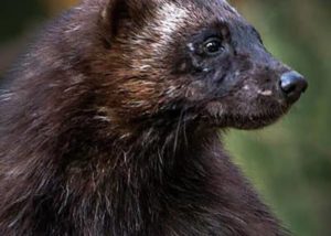 Projects - Wolverine Ecology and Conservation
