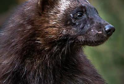 Projects - Wolverine Ecology and Conservation