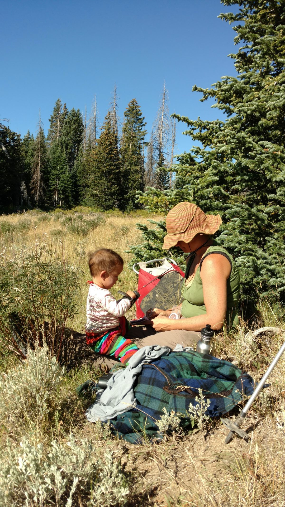 Understanding Clarks Nutcracker And Whitebark Pine Mutualism Northern Rockies Conservation 