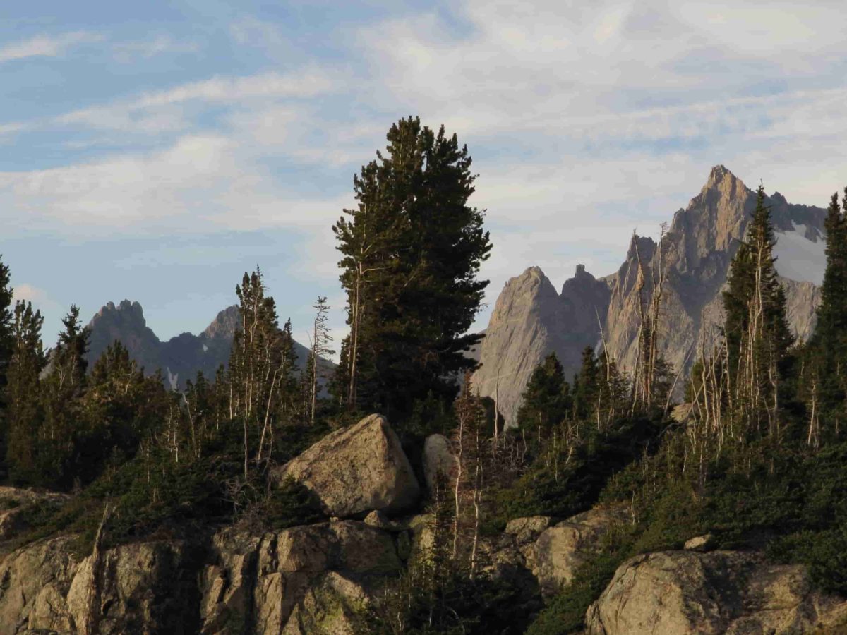 Whitebark Pine Conservation In The Tetons And GYE – Northern Rockies ...