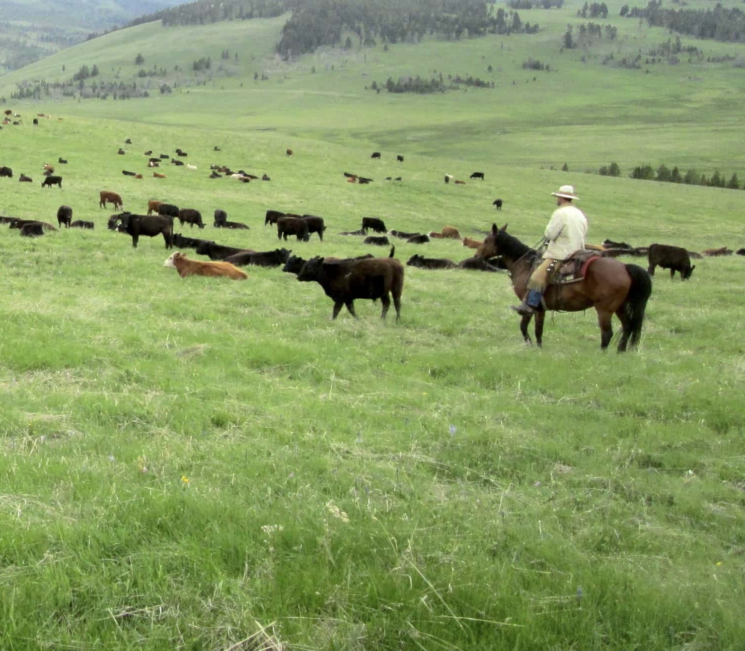 Reintegrating Wildness: Integral Land Stewardship And Coexistence With ...