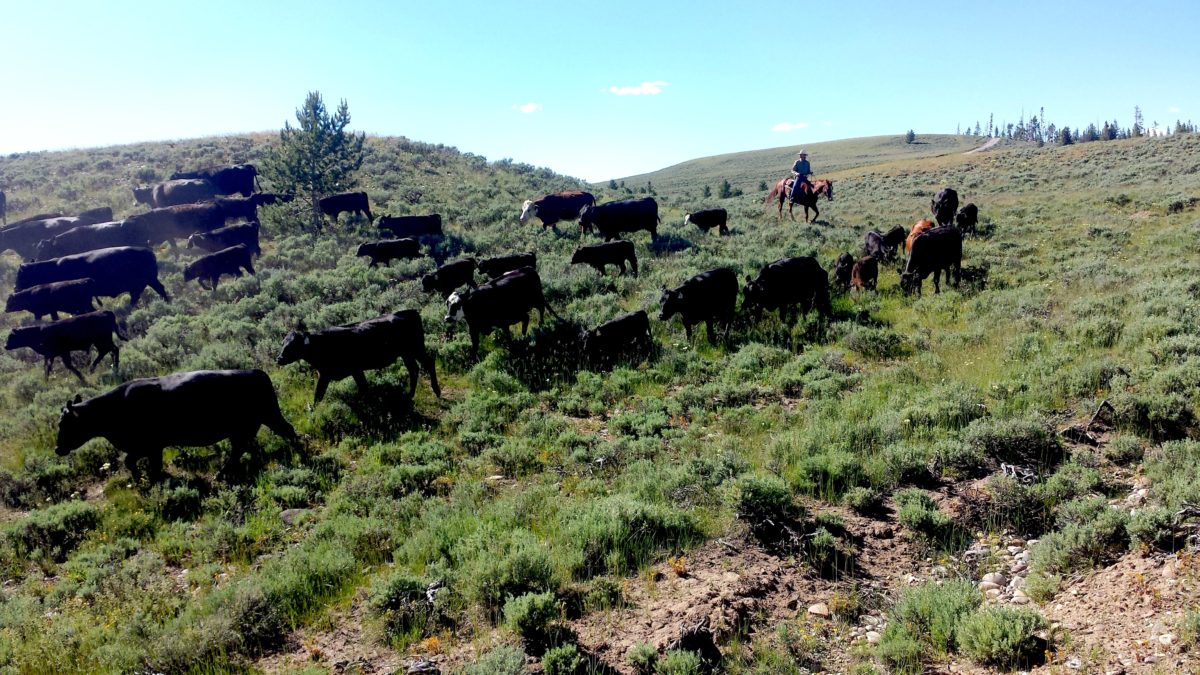 Reintegrating Wildness: Integral Land Stewardship and Coexistence with ...